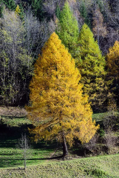 Sonbahar ormanı — Stok fotoğraf