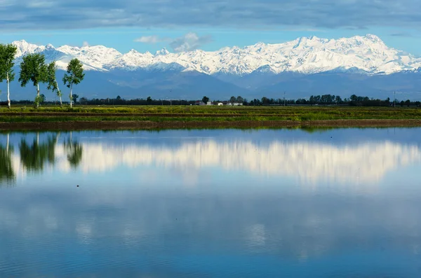 Alpen spiegeln sich in den Reisfeldern wider — Stockfoto