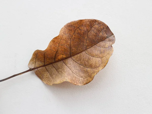 Beyaz arkaplanda solmuş solmuş tropikal yaprak beyaz arkaplanda izole edilmiş nesne yakın plan görüntüsü ile solmuş.