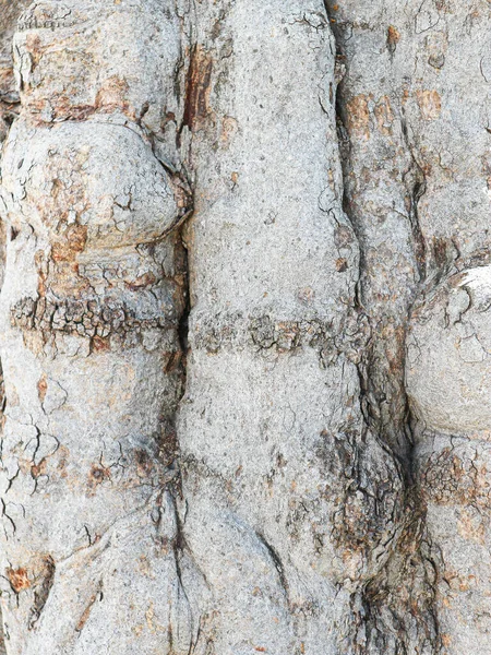 Sec Vieux Arbre Écorce Surface Texture Bois Fond Abstrait Sur — Photo