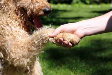 Bir köpek dış yardım veren adam
