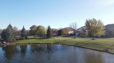 Göl yüzeyinde Kanada kazlarını rahatlatan ve yüzdüren hava manzarası. Amerikan banliyö mahallesi. 4K
