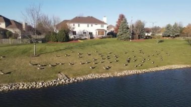 Göl yüzeyinde Kanada kazlarını rahatlatan ve yüzdüren hava manzarası. Amerikan banliyö mahallesi. 4K