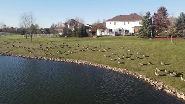Overhead Aerial View Relaxing Swimming Canadian Geese Pond Surface American — Stock Video