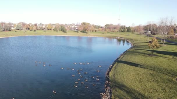 在空中俯瞰加拿大鹅在池塘表面放松和游泳的景象 美国郊区社区 — 图库视频影像