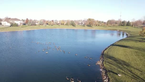 Overhead Aerial View Relaxing Swimming Canadian Geese Pond Surface American — Stock Video