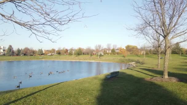 池の表面にリラックスして泳ぐカナダのガチョウの上空の景色を見下ろす 郊外のアメリカ人 — ストック動画