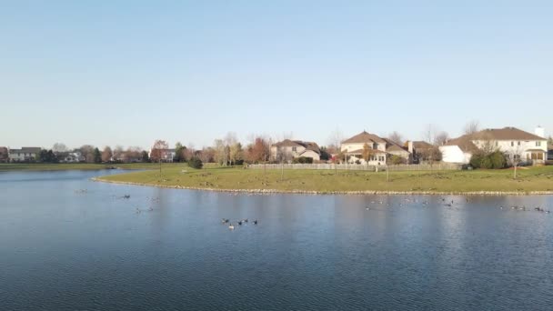 Overhead Aerial View Relaxing Swimming Canadian Geese Pond Surface American — Stock Video