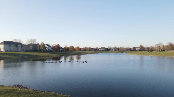 Overhead Aerial View Relaxing Swimming Canadian Geese Pond Surface American — Stock Video