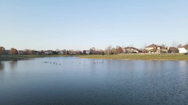 Overhead Aerial View Relaxing Swimming Canadian Geese Pond Surface American — Stock Video