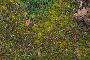 Islak Çernozem 'den taze, yeşil çimenler filizlendi. Ormanda ilkbaharın başlarında. Yeşilliklerle doluydu. Yaklaştın. Üst Manzara. Yağmurdan sonra çimen