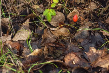 Ağaçlardan yere düşen güzel, ıslak, sarı yapraklar. Kıpkırmızı yaprakların sonbahar arkaplanı. Üst Görünüm