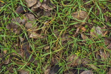 Islak Çernozem 'den taze, yeşil çimenler filizlendi. Ormanda ilkbaharın başlarında. Yeşilliklerle doluydu. Yaklaştın. Üst Manzara. Yağmurdan sonra çimen