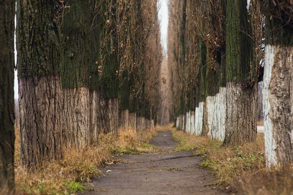 Lugar Romântico Para Caminhar Misterioso Pequeno Beco Com Árvores Altas — Fotografia de Stock