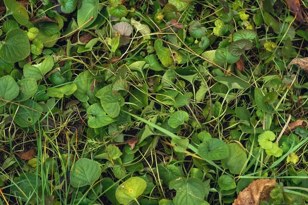 Hierba Joven Verde Brotó Del Chernozem Húmedo Primavera Temprana Bosque —  Fotos de Stock