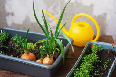 Tohumlar evdeki pencerede yetişiyor. Çevre dostu ürün. Evdeki doğal bahçe..