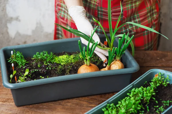 Cultivando verduras con tus propias manos en casa. Un producto ecológico cultivado en casa. Cuidado en el hogar Mini-jardín — Foto de Stock