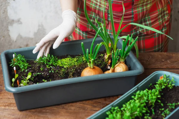 Cultivando verduras con tus propias manos en casa. Un producto ecológico cultivado en casa. Cuidado en el hogar Mini-jardín — Foto de Stock