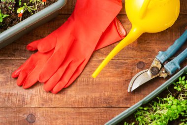 Evde kendi ellerinle yeşillik yetiştiriyorsun. Evde yetişen çevre dostu bir ürün. Evde Bakım Mini Bahçesi