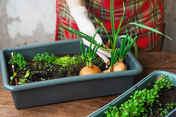 Las Plántulas Crecieron Ventana Casa Producto Respetuoso Con Medio Ambiente — Foto de Stock