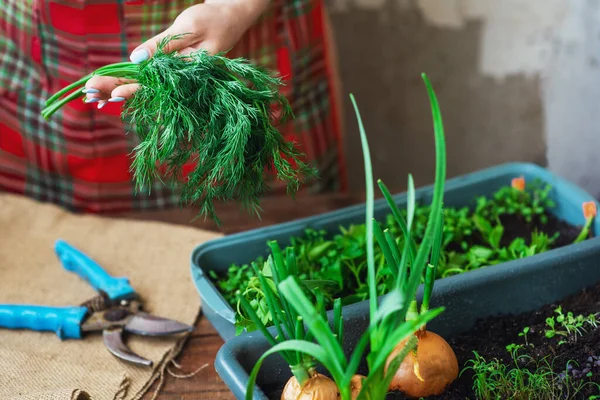 Cultivando Verduras Con Tus Propias Manos Casa Producto Ecológico Cultivado — Foto de Stock