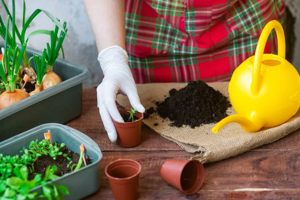 自宅で植え付けプロセスを播種する ポットに緑を植える 自宅で庭の植物を植えるための指示 — ストック写真