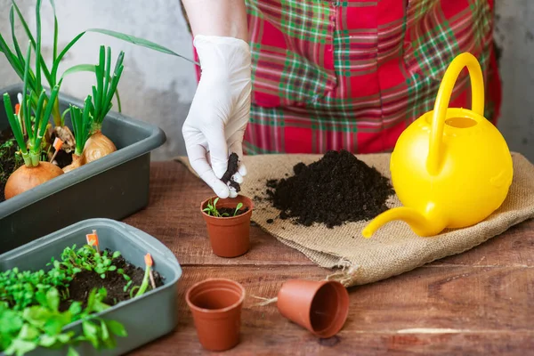 自宅で植え付けプロセスを播種する ポットに緑を植える 自宅で庭の植物を植えるための指示 — ストック写真