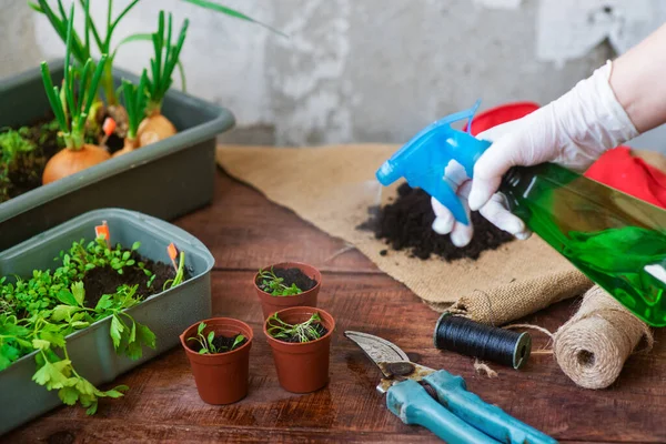 自宅で植え付けプロセスを播種する ポットに緑を植える 自宅で庭の植物を植えるための指示 — ストック写真