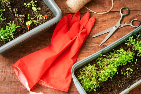 Cultivando Verduras Con Tus Propias Manos Casa Producto Ecológico Cultivado — Foto de Stock