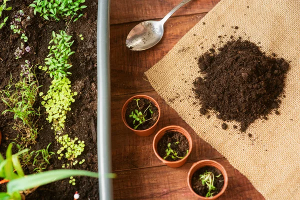 Cultivando Verduras Con Tus Propias Manos Casa Producto Ecológico Cultivado — Foto de Stock