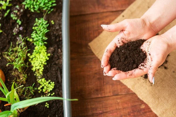 Cultivando Verduras Con Tus Propias Manos Casa Producto Ecológico Cultivado — Foto de Stock