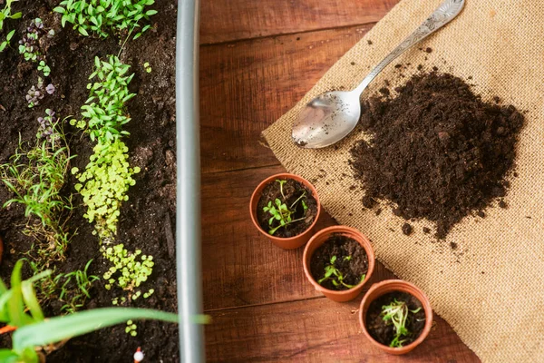 Cultivando Verduras Con Tus Propias Manos Casa Producto Ecológico Cultivado — Foto de Stock