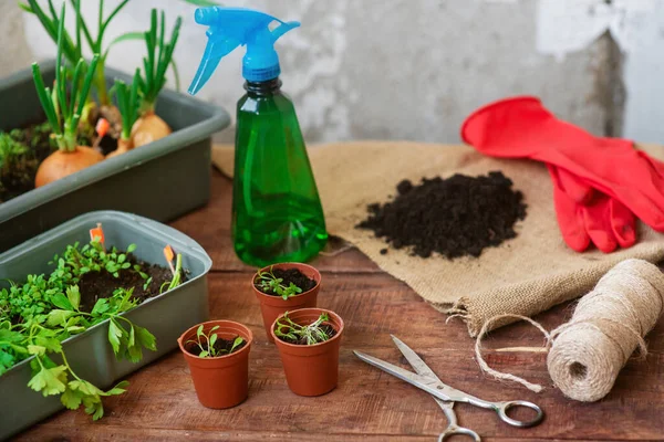 Proceso de plantación de plántulas en casa. Plantar verduras en macetas — Foto de Stock