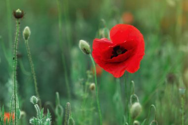 Kapalı alanda vahşi kırmızı gelincikler