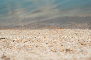 Deniz kabukları nehir kıyısında. Nehir kabukları arka planda. Nehir kabuğu dokusu