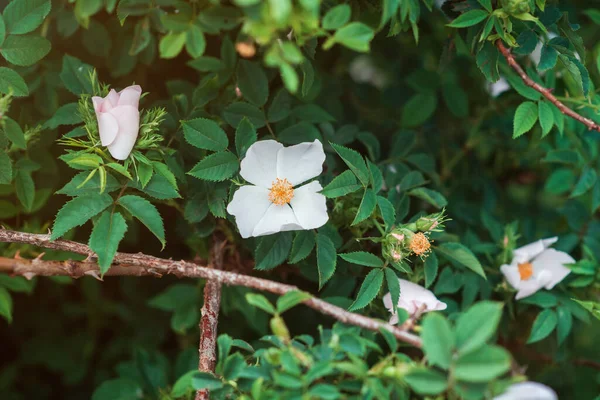 Yeşil bir çalılıkta beyaz çiçekli yaz arkaplanı. Yumuşak, ince aromalı beyaz, soluk pembe çiçekler. — Stok fotoğraf