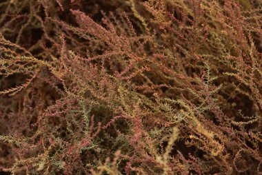 Gelgit anında kırmızı yosunlar yaklaşır. Egzotik yosunların dokusu. Renkli otlar. Üst görüş, yüksek çözünürlük. arkaplan