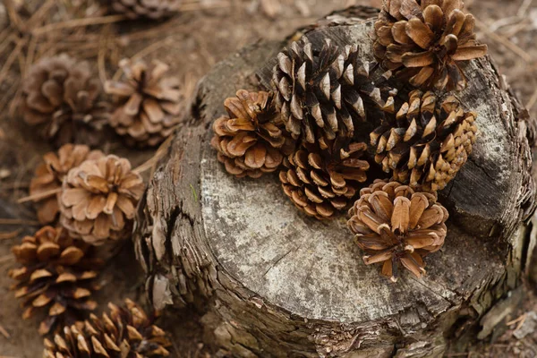 Les Cônes Pin Reposent Sur Une Souche Dans Forêt Nouvel — Photo