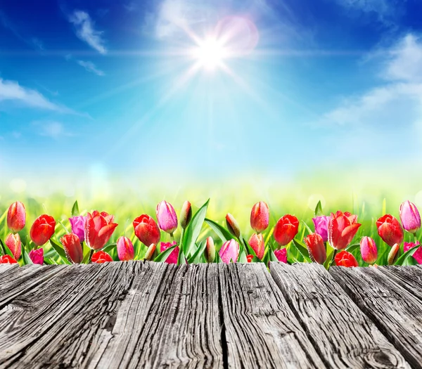 Весенний стол - Тюльпаны на солнечном лугу с деревянной доской — стоковое фото
