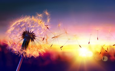 Dandelion To Sunset - Freedom to Wish clipart