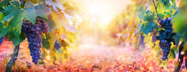 Wijngaard In de val oogst met rijpe druiven bij zonsondergang — Stockfoto