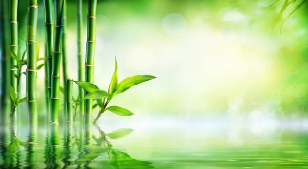 Bamboo Background - Lush Foliage With Reflection In The Water — Stock Photo, Image