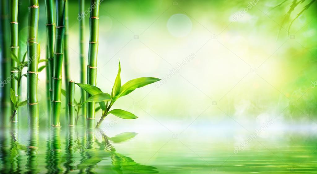 Bamboo Background - Lush Foliage With Reflection In The Water