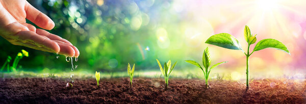 Концепция роста - ручная поливка молодых растений с эффектом вспышки