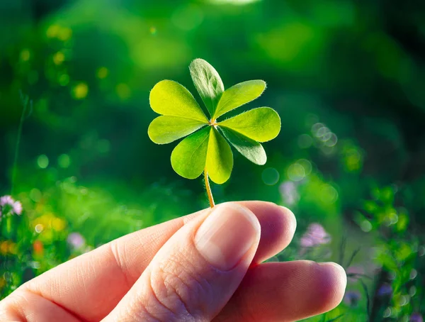 Four Leaf Clover Good Luck Hands Hold Lucky Shamrock — Stock Photo, Image