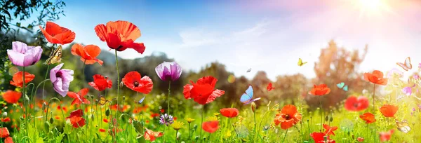 Campo Amapolas Con Mariposas Fondo Soleado — Foto de Stock