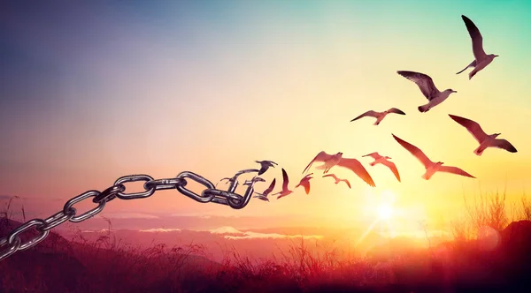 Freedom Chains Transform Birds Charge Concept — Stock Photo, Image