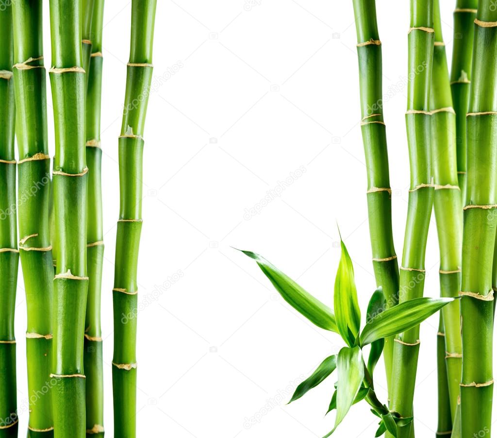 Branches of bamboo board