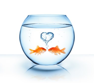Goldfish aşık - romantik kavramı