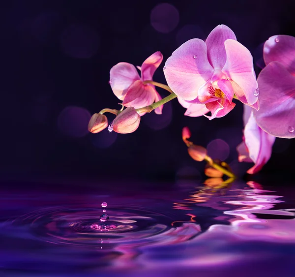 Orchidee viola e gocce in acqua — Foto Stock